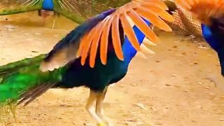 beautiful peacock 4