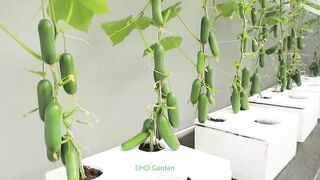 Unbelievably abundant fruit - New method to grow cucumbers at home.