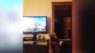 Cette vidéo de chat et la meilleure ne ratez pas une occasion de regarder cette vidéo