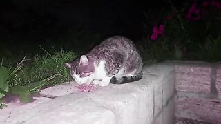 A cute street cat rests after eating