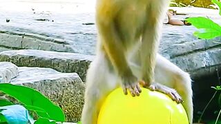 Monkey funny #funny #videofunny