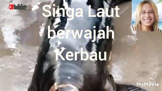 SINGA LAUT BERWAJAH KERBAU