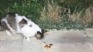 A cute stray cat ate his food and jumped over the fence and left.