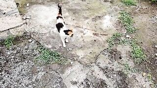 Cute street cat eating food. This cat is so cute.