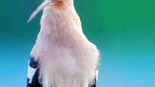 Most beautiful Birds Video | Nature Video 4k | Calming Nature