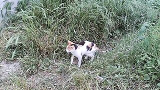 It's raining. Cute cat running away from the rain.