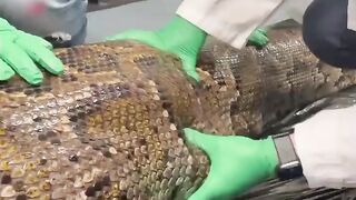 5-foot alligator is taken out of a 18-foot python in florid