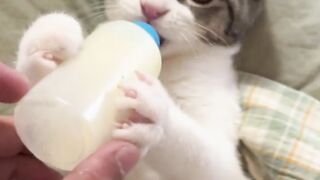 Kitty Drinking Milk ????  #tiktokviral #shortvideo #catsounds #catsoftiktok