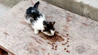 Cute kittens and cats eat food. These kittens are so cute