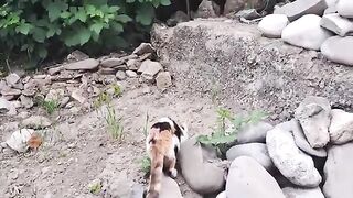 Decorated cute cat eats food. This cat is so cute.