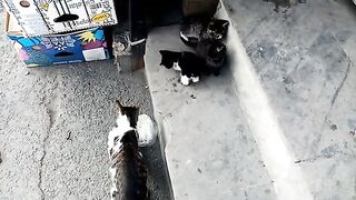 Cute stray kittens and resting stray cat.