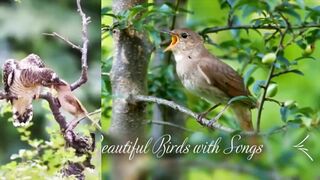 Beautiful Birds | Khobsorat Parindey