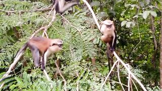 Beautiful monkeys in Ghana