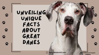 Great Dane tips #pets_birds