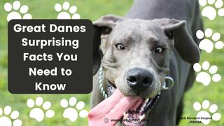 Mind Blowing Facts About Great Danes #pets_birds