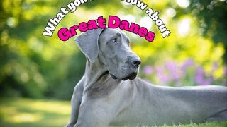 Discover Incredible Facts About Great Danes #pets_birds