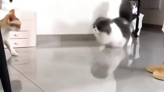 Funny Cat Lover #funny #cat #viral #tanding #febspotvideo