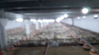 Poultry 5