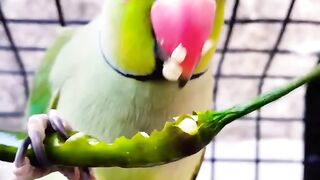 Parrot breeding tips and guide