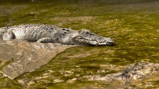 Gente olha o tamanho desse crocodilo ????????????