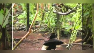 Bird of paradise from Papua, Indonesia