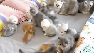 Cute pets 14