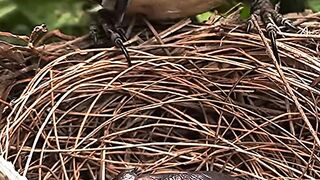 Mom birds feeding her baby