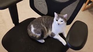 Cat Steals Seat