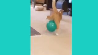 Funny animal videos 46