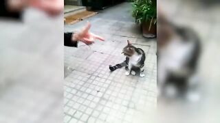 Funny animal videos 53