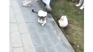 See the friendship between the duck and the cat