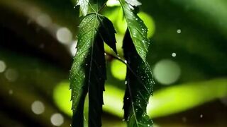 Leaf Couple Dance In The Rain forest