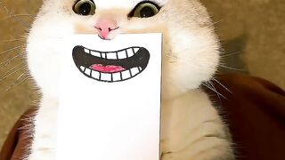 Funny Cat Video...