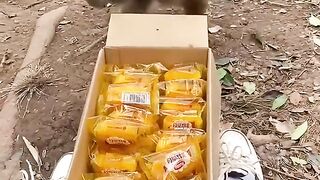 Funny Monkey Eating Food.