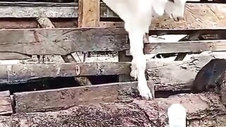 goat drinking milk