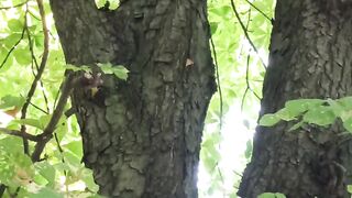 Squirrels in Kyiv