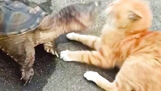 Cats are known for their fast reflexes