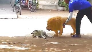 What dogs do when they are afraid of tigers