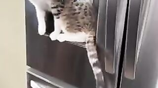 Funny animals videos 13