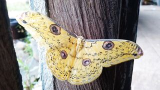 Yellow Big Butterfly