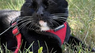 Cat responds to grass after major illness