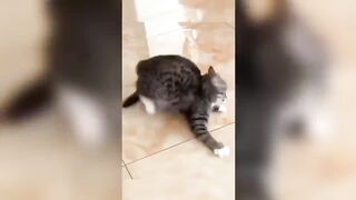 funiest animal 2024-cat funny videos-cat funny videos