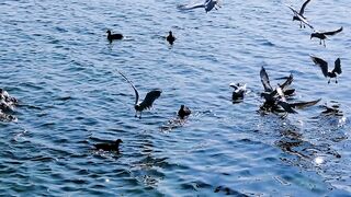 Seagulls Water Birds