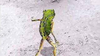 Frog dance local video eka