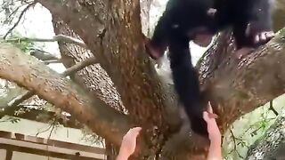 Strength of a Chimpanzee