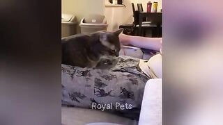 Essayer De Ne Pas Rire ???? Vidéos d'Animaux les plus Drôles ???????? Partie 4