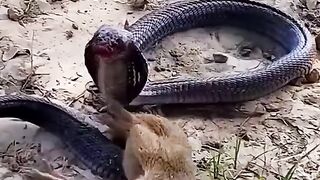 Aggressive squirrel battling a cobra           SquirrelVsCobra