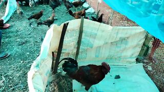 Chicken video - rooster crowing