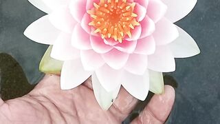 Sparkling White to Pink of Madame Wilfron Waterlilly