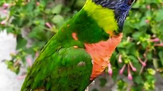 rainbow parrot